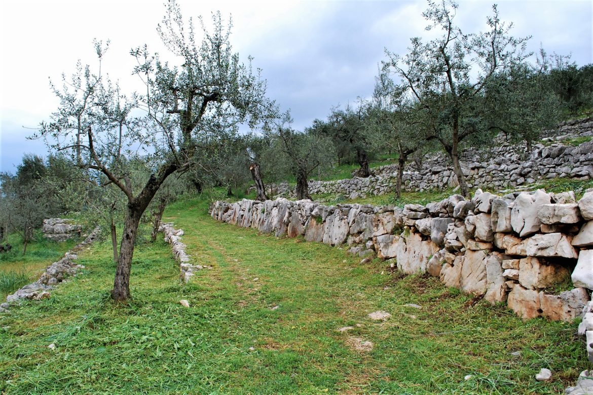 Gli oliveti terrazzati di Vallecorsa