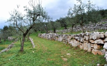 Gli oliveti terrazzati di Vallecorsa