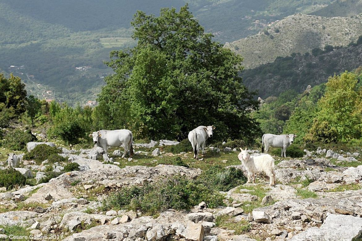 Itinerari Da un borgo all'altro tra natura e cultura millenaria sulle tracce dei viaggiatori del Grand Tour