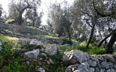 Gli uliveti terrazzati di Vallecorsa