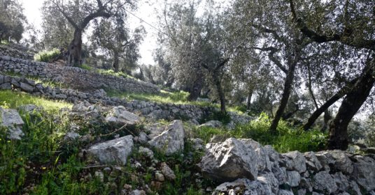 Gli uliveti terrazzati di Vallecorsa